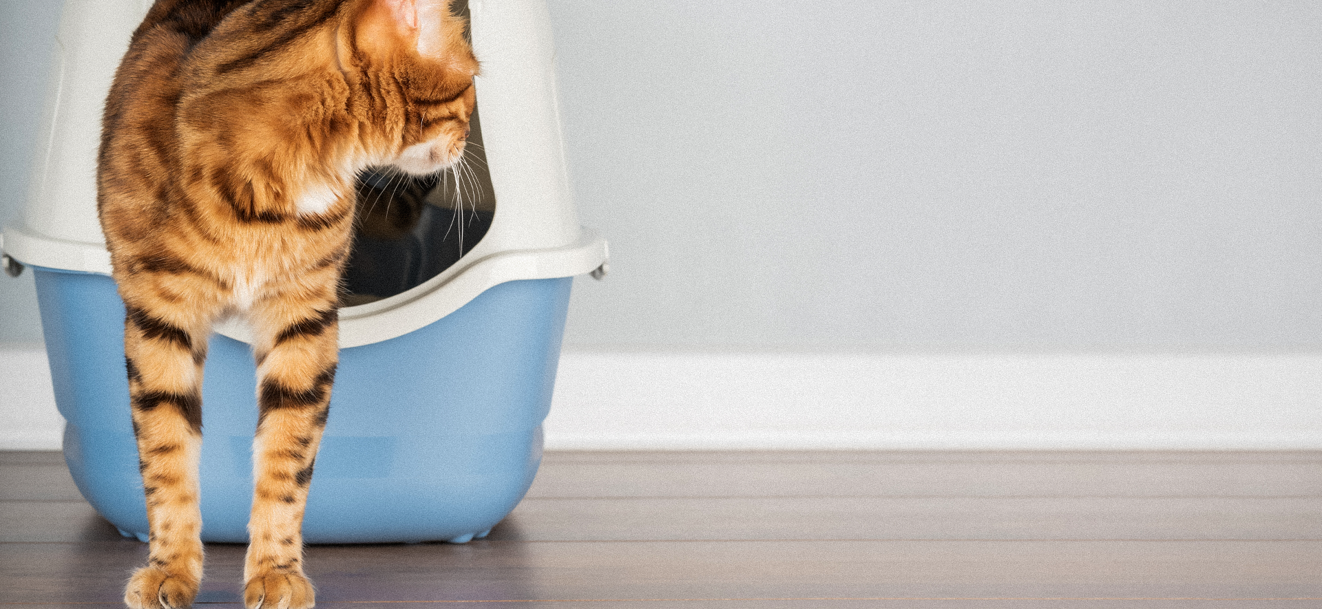 cómo acostumbrar a mi gato al guacal